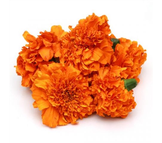 Marigold - Orange