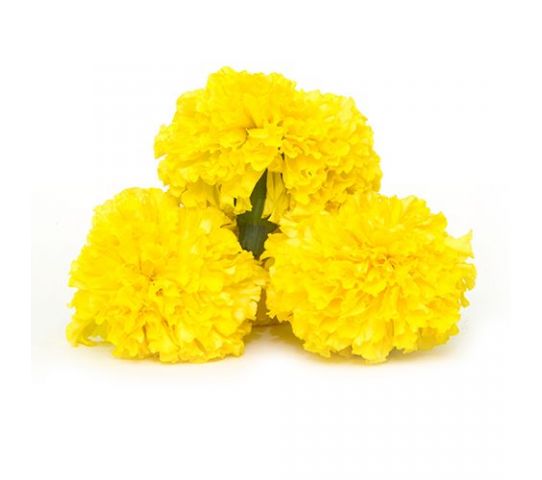 Marigold - Yellow