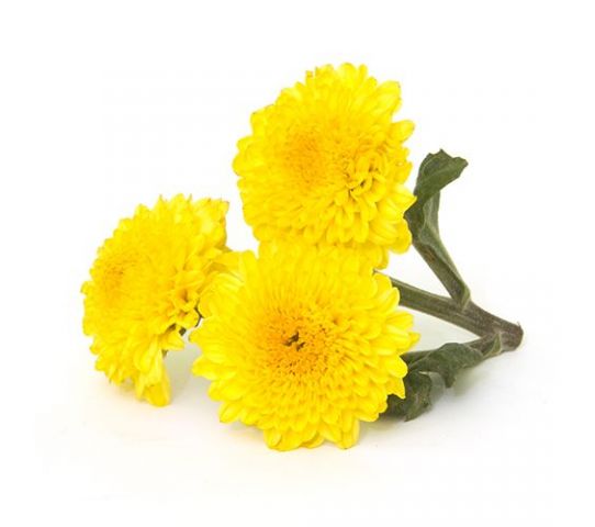 Chrysanthemum (Shevanti)